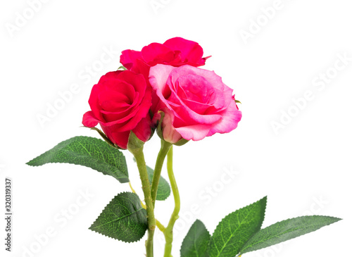 Beautiful rose isolated on white background, for decoration and happy valentine day or symbol love with copy space