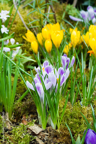 Spring background with flowering violet, purple, yellow and white Crocus in early spring