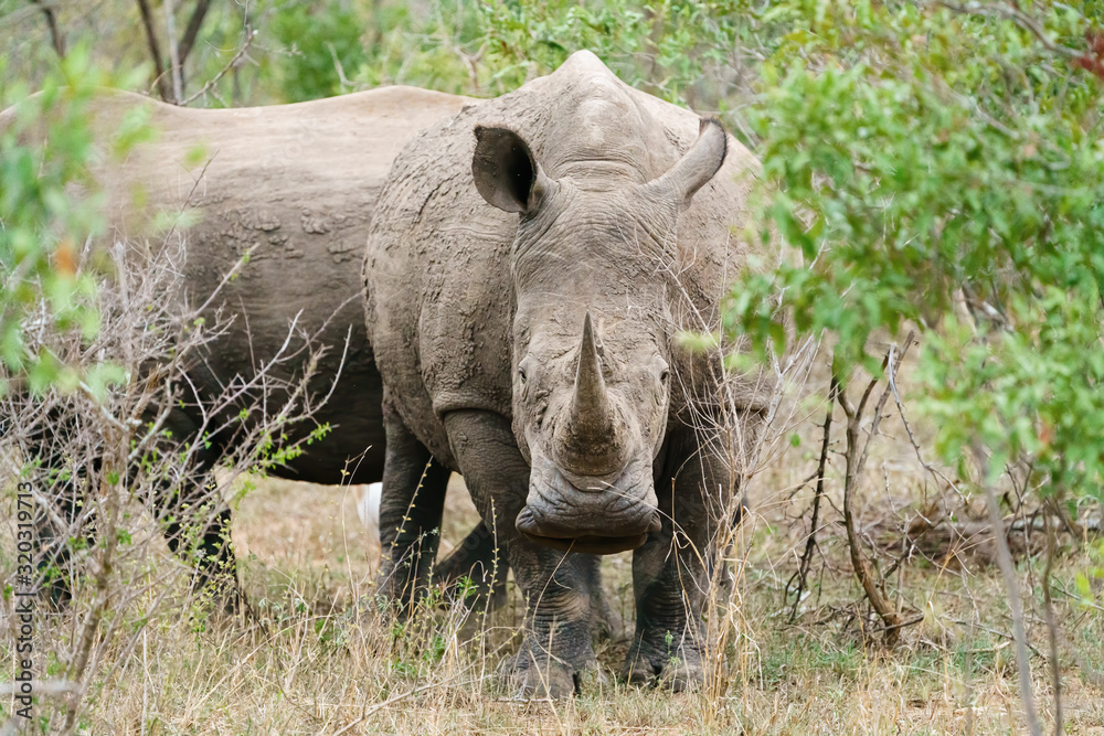 Fototapeta premium White Rhinoceros (Ceratotherium simum) watching through bushes, in Kruger Park