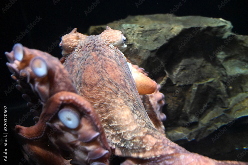 Obraz premium 沢山の吸盤がついた足で襲いかかる怪物のような巨大ミズダコ