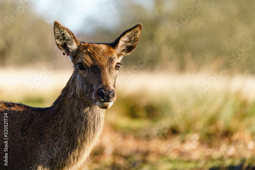 Fototapeta Naklejka Na Ścianę i Meble -  Red deer (Cervus elaphus) doe portrait, taken in  England