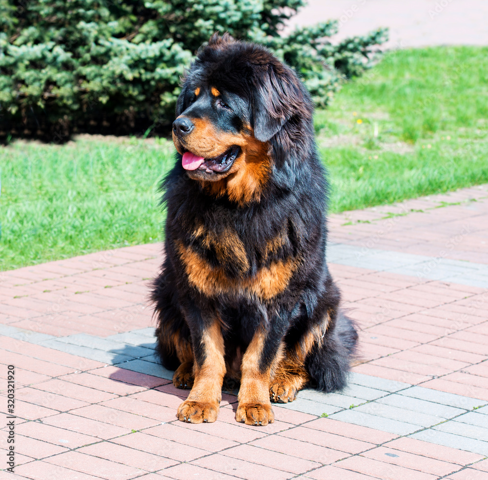 Tibetan Mastiff puppy looks aside. The Tibetan Mastiff puppy is in the park. Tibetan Mastiff puppy looks aside. The Tibetan Mastiff puppy is in the park.