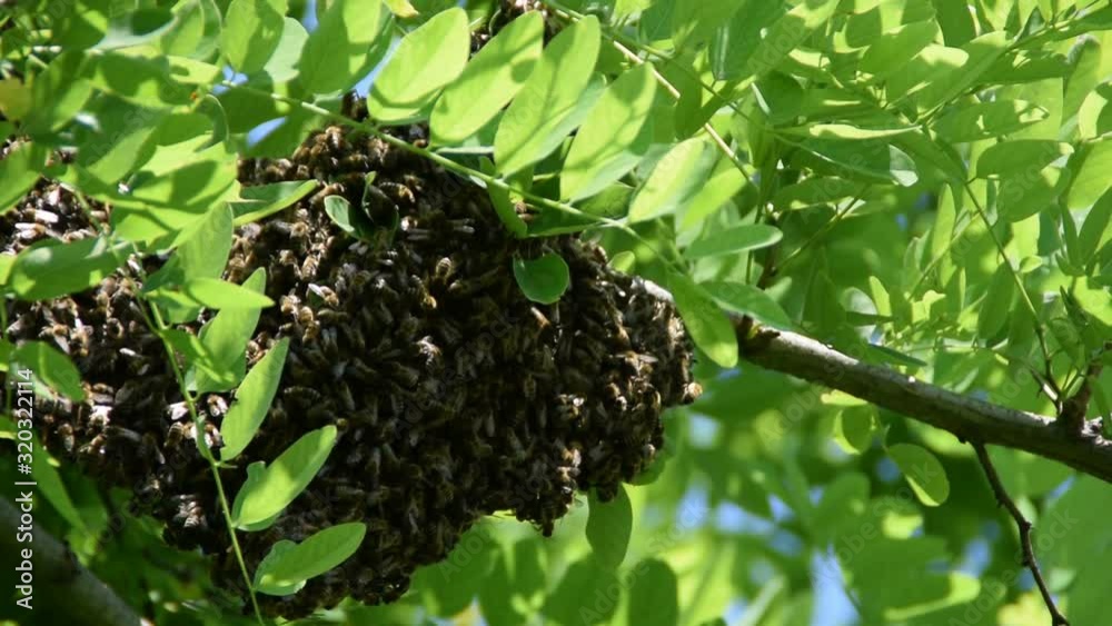 Formation of a new colony (family) bees on a branch of a Black locust tree. Swarm of honey bees. Formation of a new colony (family) bees on a branch of a Black locust tree. Swarm of honey bees.