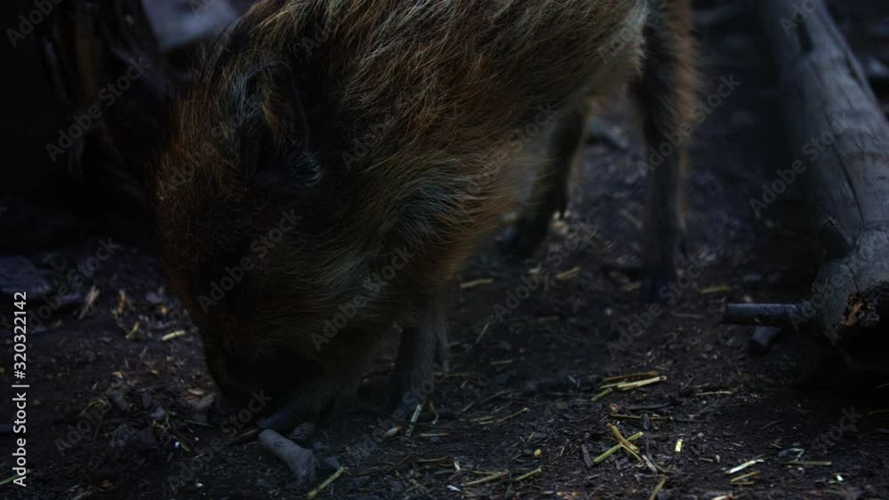 Little baby boar (Sus scrofa, Wildschwein) sniffing around and looking for food - forest in bavaria - Six - High quality footage with Grading - Slow Motion Little baby boar (Sus scrofa, Wildschwein) sniffing around and looking for food - forest in bavaria - Six - High quality footage with Grading - Slow Motion