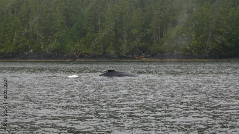 Close up of Humpback whale slowly surfacing and showing his tail on Pacific West Coast shore Close up of Humpback whale slowly surfacing and showing his tail on Pacific West Coast shore