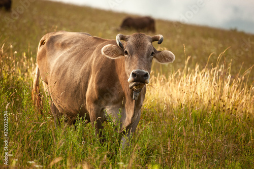 Fototapeta Naklejka Na Ścianę i Meble -  cow eat in the meadow, green grass