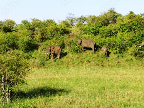 Group of elephants in the beautiful African savannah