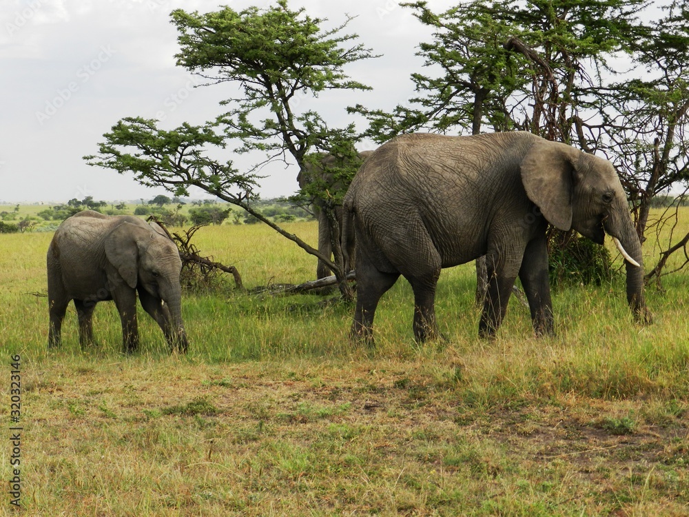 Group of elephants in the beautiful African savannah