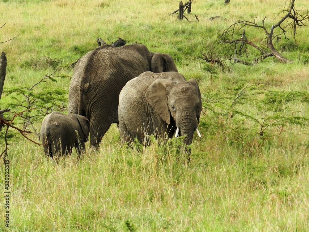 Group of elephants in the beautiful African savannah