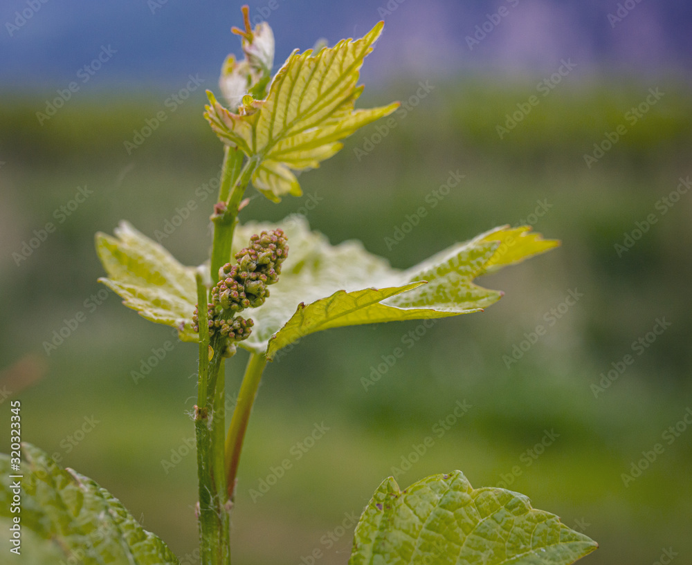Close-up of developing inflorescences on grapevine (vitis vinifera) in spring time. Young buds of grapevine. Trentino Alto Adige, northern Italy, Europe. Close-up of developing inflorescences on grapevine (vitis vinifera) in spring time. Young buds of grapevine. Trentino Alto Adige, northern Italy, Europe.