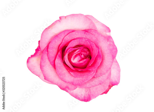 Pink rose petals isolate on white background with clipping path
