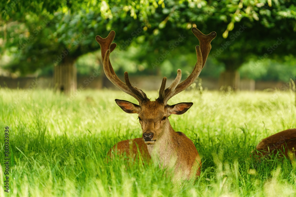 Red deer (Cervus elaphus) reasting in shade in spring in England