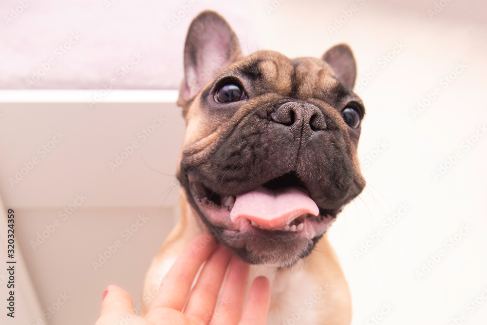 french bulldog puppy