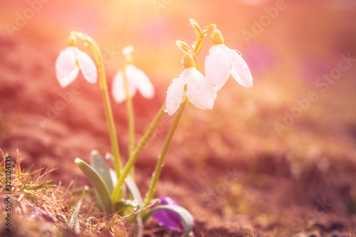 White snowdrop flowers in a sunlight