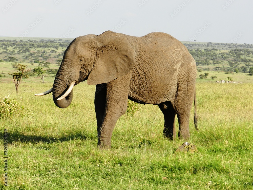 Fototapeta premium A lone elephant in the African savannah