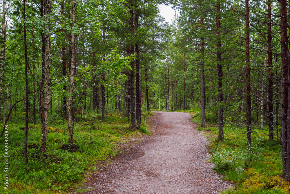 Trail running through green dense mixed forest. Forest landscape on a summer day in Lapland, Finland. Trail running through green dense mixed forest. Forest landscape on a summer day in Lapland, Finland.