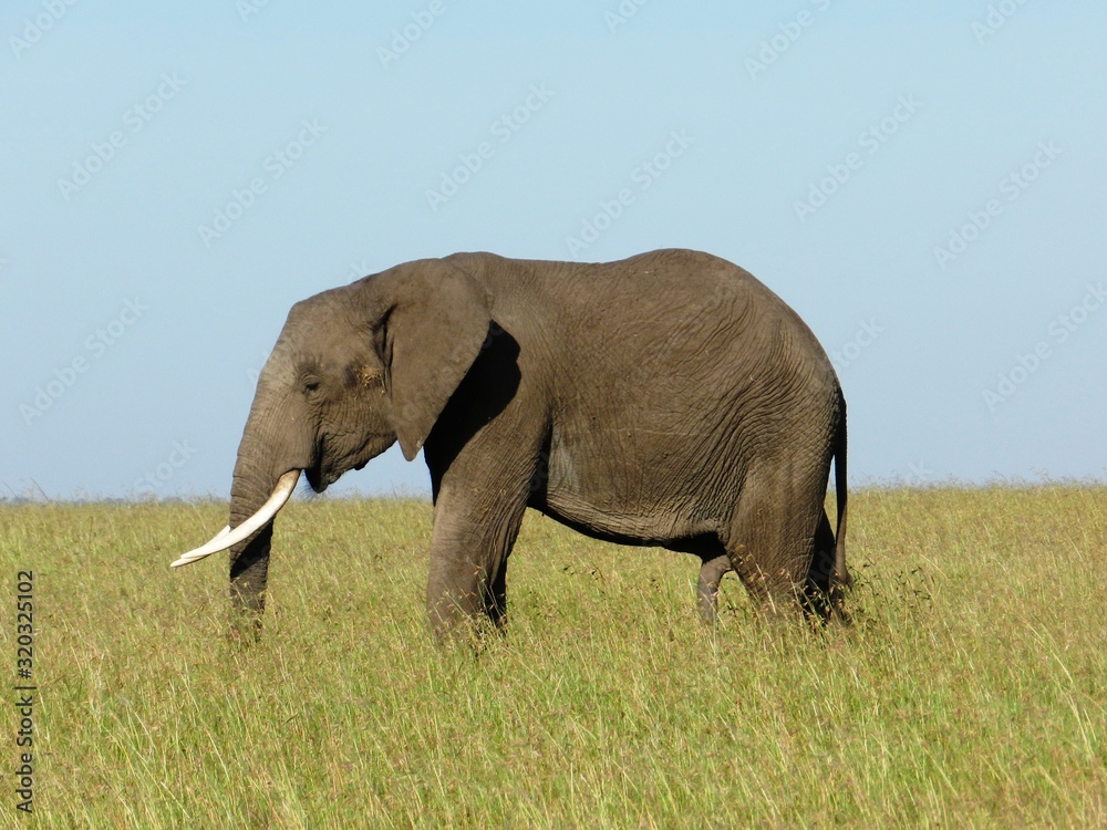 A lone elephant in the African savannah