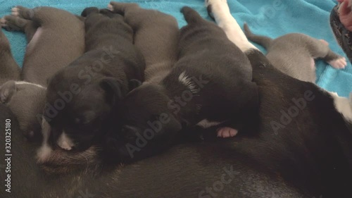 two week old American Staffordshire Terrier Puppies suckle and proud mom is watching photo