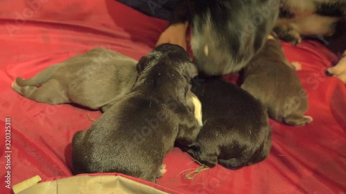 dog mom cleaning her new born puppies photo