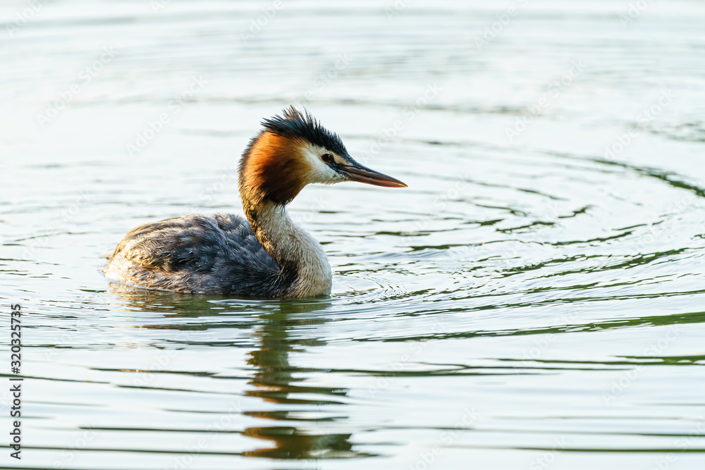 custom made wallpaper toronto digitalGreat Crested Grebe (Podiceps cristatus) swimming on a lake, taken in England