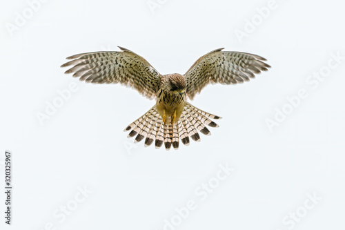 Foto Common Kestrel (Falco tinnunculus) hovering while searching for prey below, take