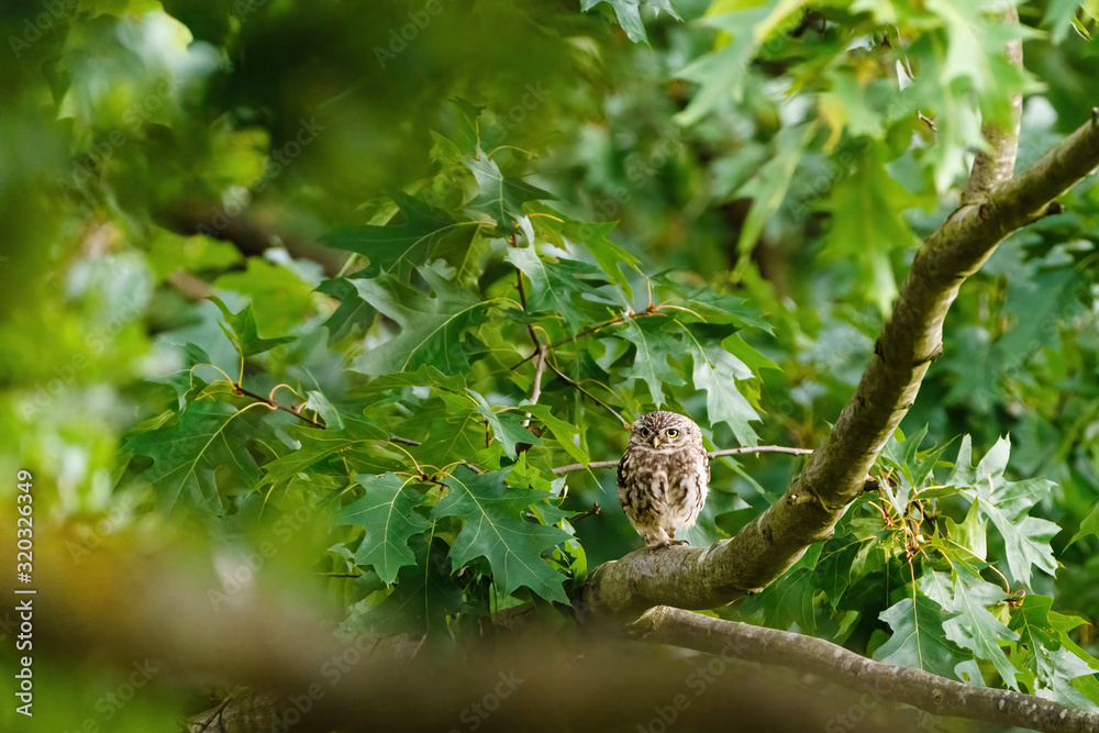 Little Owl (Athene noctua) perche don a branch, surrounded by green leaves in London