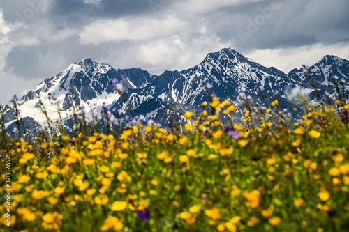 Alpine - like meadow full of blooming yellow wildflowers overlooking Caucasus Mountains. Upper Svaneti, Georgia