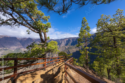Pine forest at Caldera de Taburiente National Park. Viewpoint La Cumbrecita, La Palma, Canary Island, Spain. photo