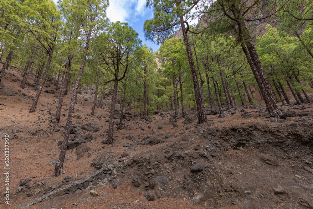 Pine forest at Caldera de Taburiente National Park. Viewpoint La Cumbrecita, La Palma, Canary Island, Spain. Pine forest at Caldera de Taburiente National Park. Viewpoint La Cumbrecita, La Palma, Canary Island, Spain.