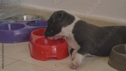 five weeks old very cute American Staffordshire terrier Puppies, tired puppie licks food bowl photo