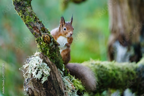 red squirrel (Sciurus vulgaris) sitting on a branch in a forest in Scotland © Chris