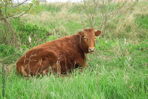 Red-haired cow lying on the lawn chewing grass