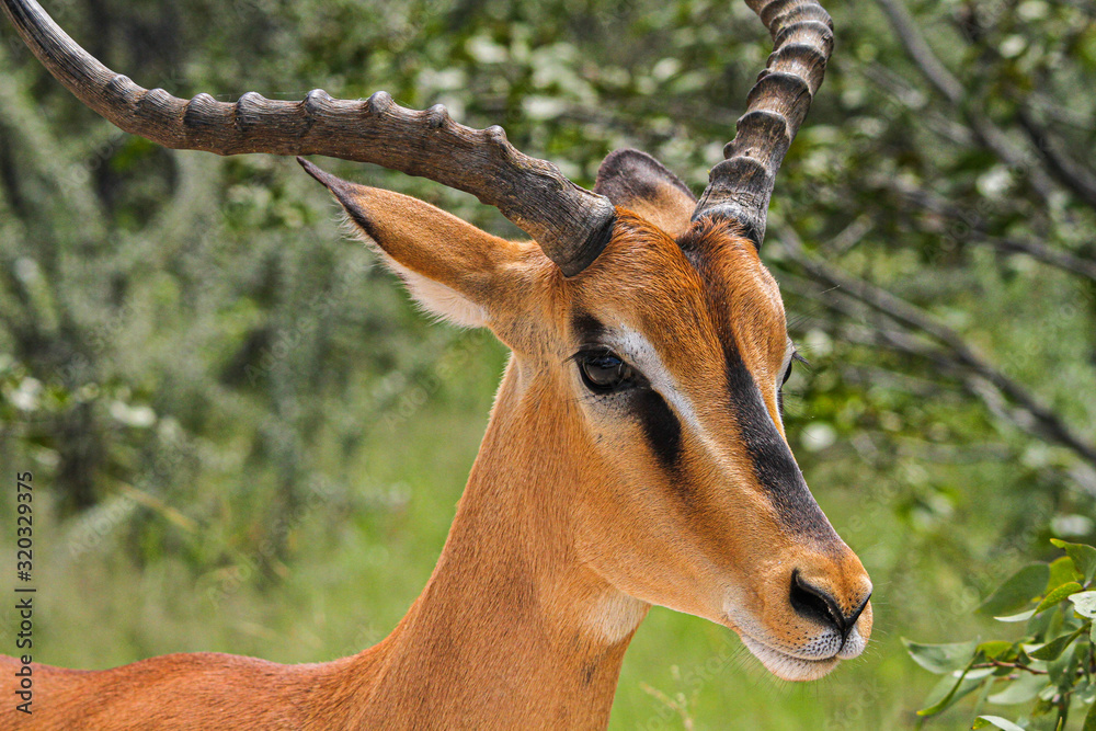 Fototapeta premium Beautiful african antelope portrait