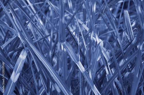 classic blue color of spring fresh grass. preparation for designers.