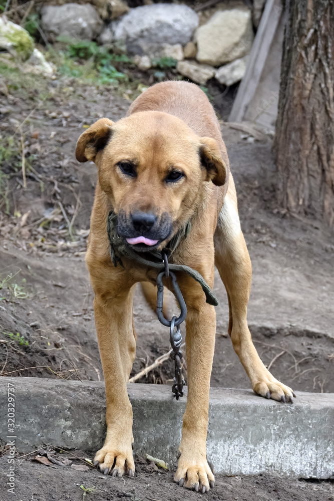 Big dog on chain shows tongue.