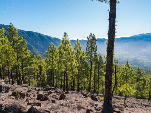 Volcanic landscape and lush green pine tree forest at hiking trail to Pico Bejenado mountain at national park Caldera de Taburiente  volcanic crater in La Palma  Canary Islands  Spain