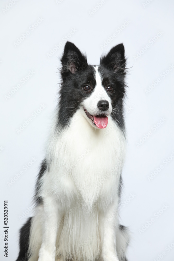 Against the gray and white background, the border collie makes a variety of naughty and lovely, happy and sad expressions. It is people's favorite pet, dog portrait combination series