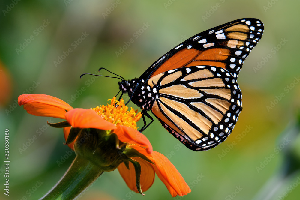 Fototapeta premium Monarch butterfly on Tithonia diversifolia or Mexican sunflower. It is a milkweed butterfly in the family Nymphalidae and is threatened by habitat loss in the USA. 