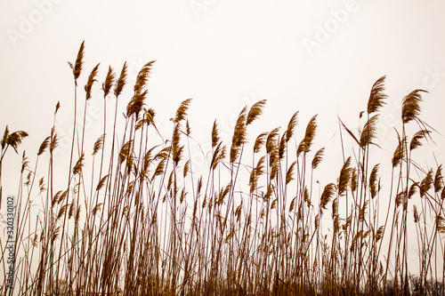 Dry reeds swing in the wind photo