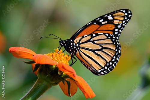 Monarch butterfly on Tithonia diversifolia or Mexican sunflower. It is a milkweed butterfly in the family Nymphalidae and is threatened by habitat loss in the USA. 