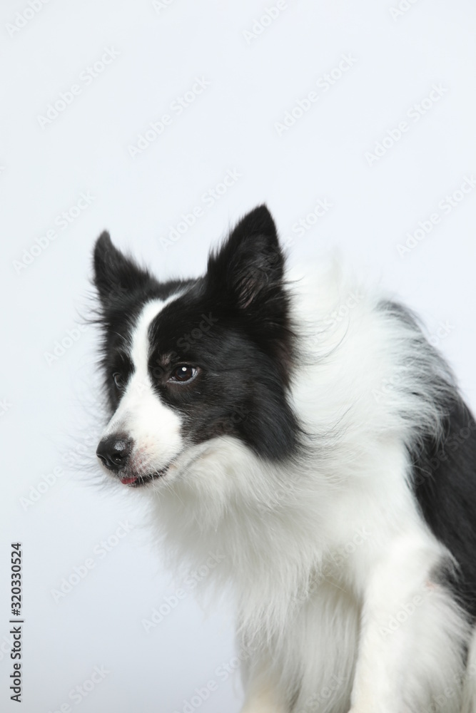 Obraz premium Against the gray and white background, the border collie makes a variety of naughty and lovely, happy and sad expressions. It is people's favorite pet, dog portrait combination series