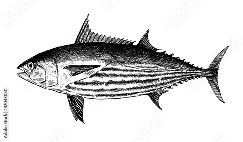 Striped Skipjack tuna, fish collection. Healthy lifestyle, delicious food. Hand-drawn images, black and white graphics.