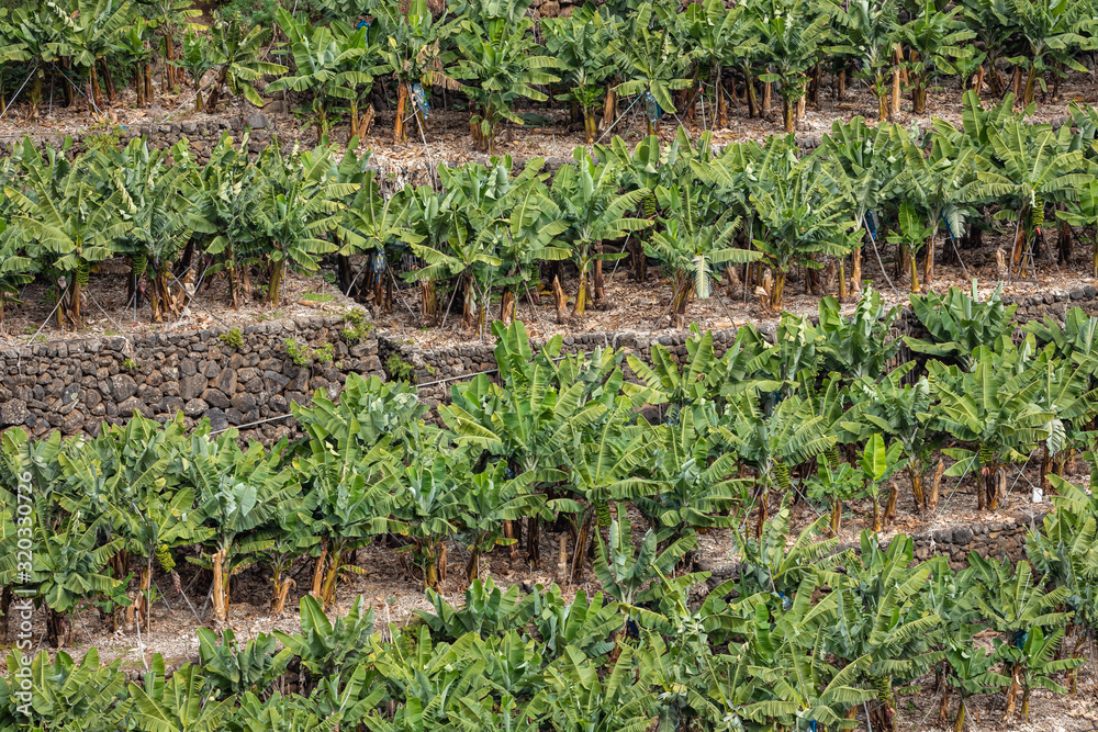 Banana Plantation Field in La Palma, Canary Island, Spain.