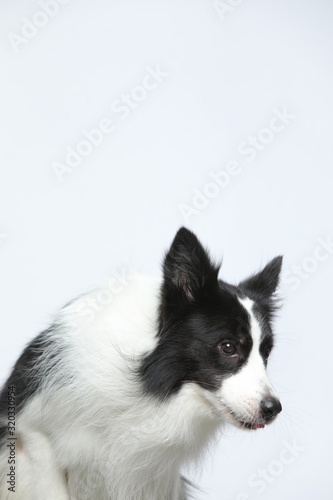 Fototapeta Naklejka Na Ścianę i Meble -  Against the gray and white background, the border collie makes a variety of naughty and lovely, happy and sad expressions. It is people's favorite pet, dog portrait combination series
