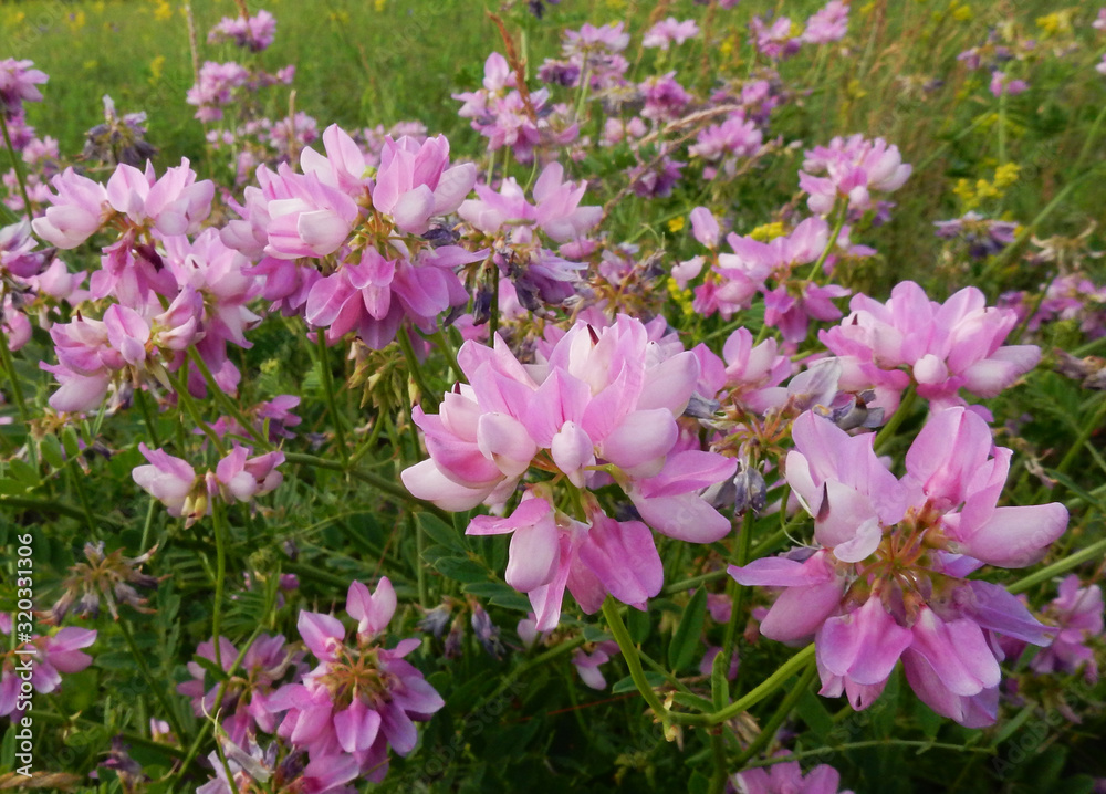 A group of brightly blooming wildflowers grown in a meadow. The flowers contain many rose petals. A group of brightly blooming wildflowers grown in a meadow. The flowers contain many rose petals.