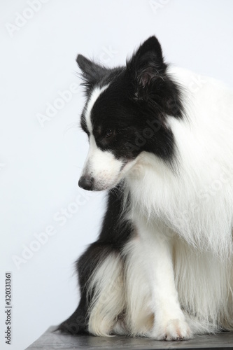 Against the gray and white background, the border collie makes a variety of naughty and lovely, happy and sad expressions. It is people's favorite pet, dog portrait combination series © InkheartX