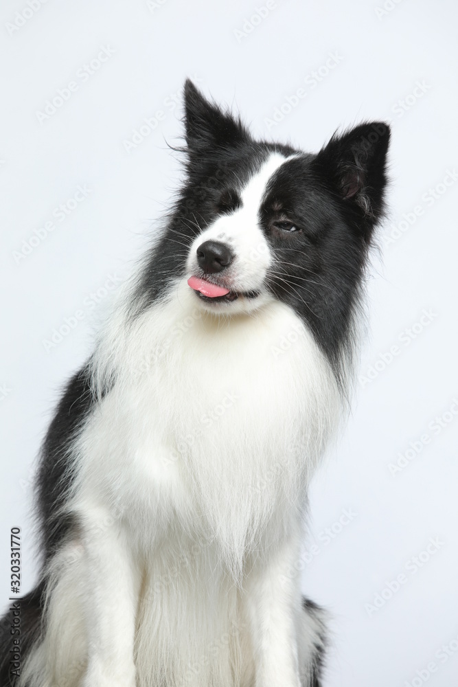 Fototapeta premium Against the gray and white background, the border collie makes a variety of naughty and lovely, happy and sad expressions. It is people's favorite pet, dog portrait combination series