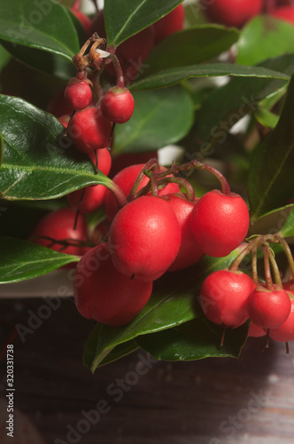 Gaultheria procumbens macro shot