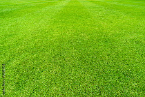 Grass of Sport Field
