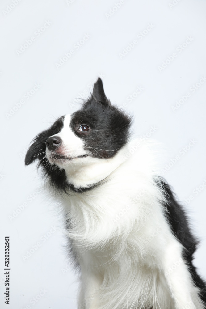 Against the gray and white background, the border collie makes a variety of naughty and lovely, happy and sad expressions. It is people's favorite pet, dog portrait combination series